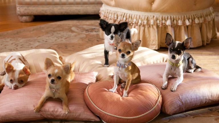 เช็คหนังใหม่ Beverly Hills Chihuahua 2 ระทึกทุกวินาที